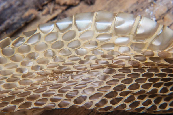 小屋のヘビ乾燥肌のクローズ アップ — ストック写真