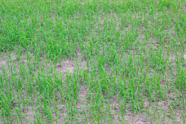 Cultivo de arroz no campo de arroz — Fotografia de Stock