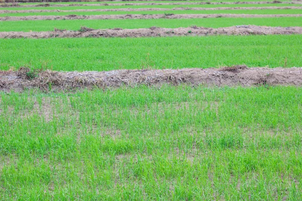 쌀 쌀 분야에서 성장 — 스톡 사진