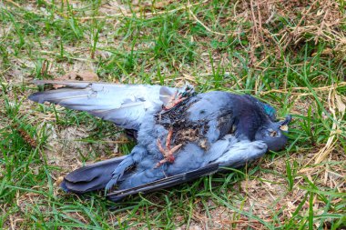 ölü kuş