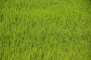 çeltik tarlasında pirinç yetişiyor