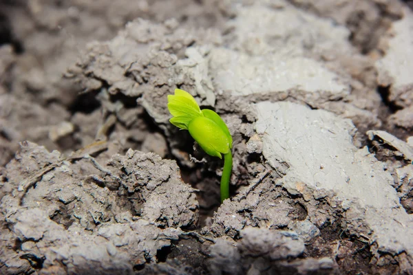 Brote de plantas jóvenes que crecen en un suelo —  Fotos de Stock