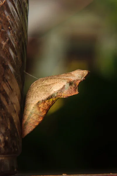 Crisálida de mariposa colgando —  Fotos de Stock