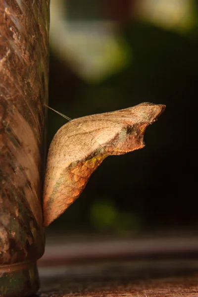 Crisálida de mariposa colgando —  Fotos de Stock