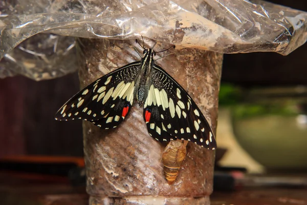 新たに出現した蝶のクローズ アップ — ストック写真