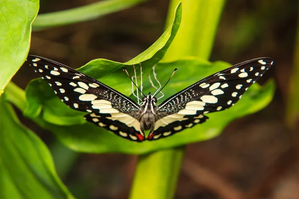 Бабочка на зеленом листе — стоковое фото