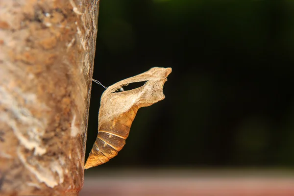 나비 번데기 껍질 — 스톡 사진