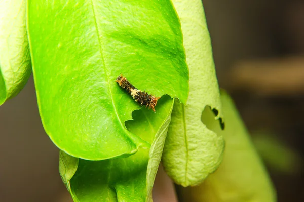Caterpillar worm on leaf in the garden — Stock Photo, Image