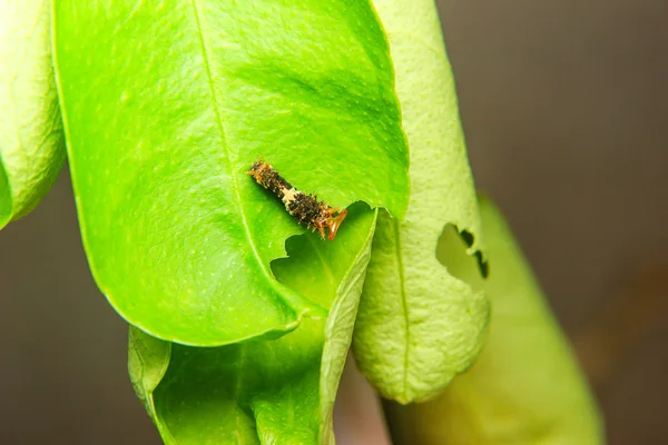 叶在花园里的毛毛虫蠕虫 — 图库照片