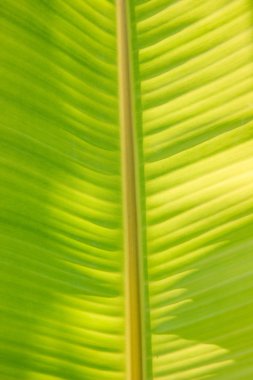 yeşil renk muz yaprak