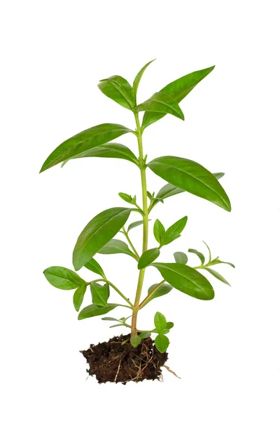 Jonge plant groeit in een bodem op witte achtergrond — Stockfoto