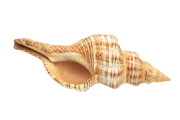 Sea shell on white background — Stock Photo, Image