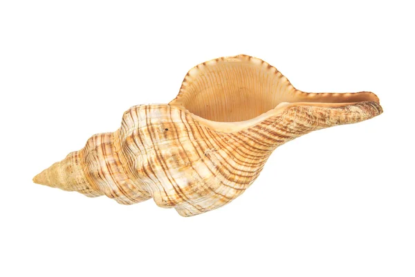 Sea shell on white background — Stock Photo, Image