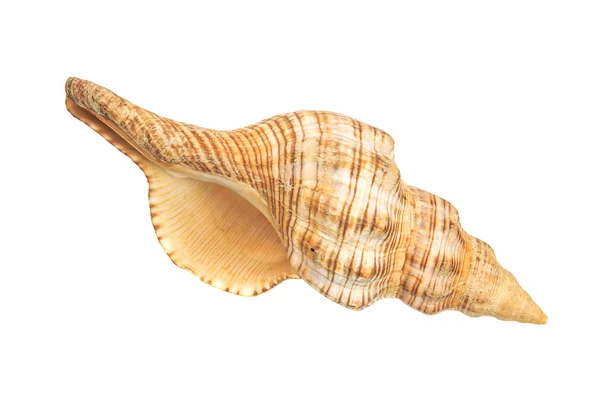 Sea shell on white background — Stock Photo, Image