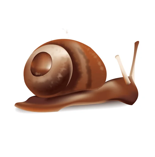Illustration vectorielle de l'escargot — Image vectorielle