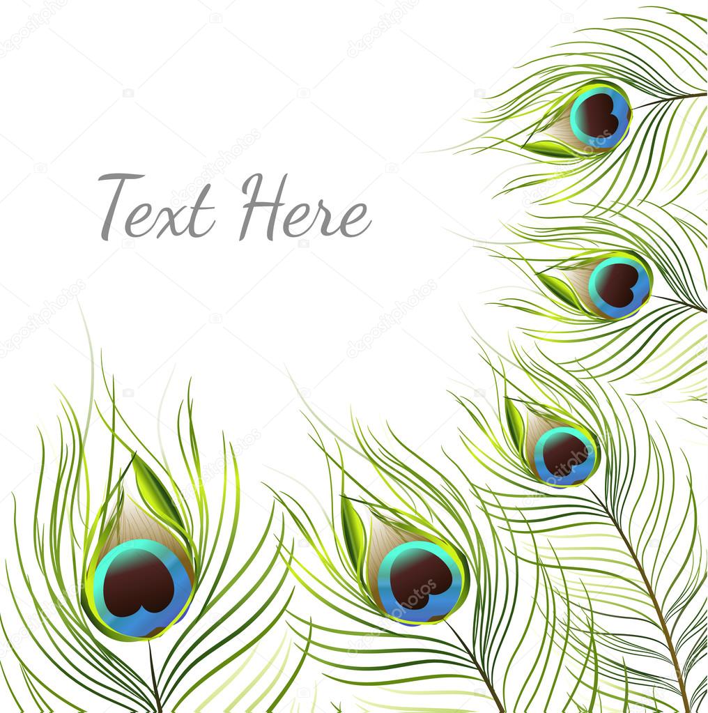 Vector isolated peacock feather background