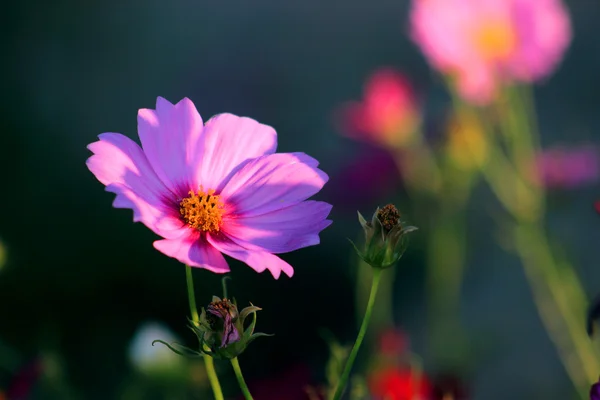 In full bloom of the cosmos — Stock Photo, Image