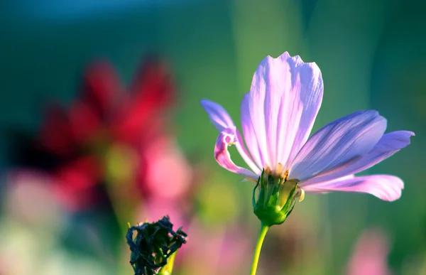 In full bloom of the cosmos — Stock Photo, Image