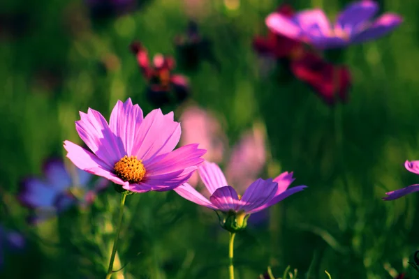 In full bloom of the cosmos — Stock Photo, Image