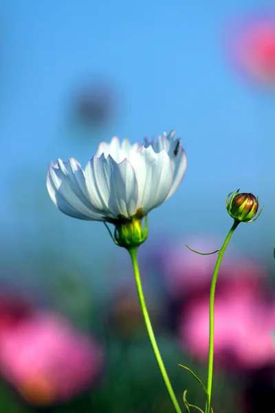 In full bloom of the cosmos — Stock Photo, Image