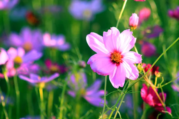 In full bloom of the cosmos — Stock Photo, Image