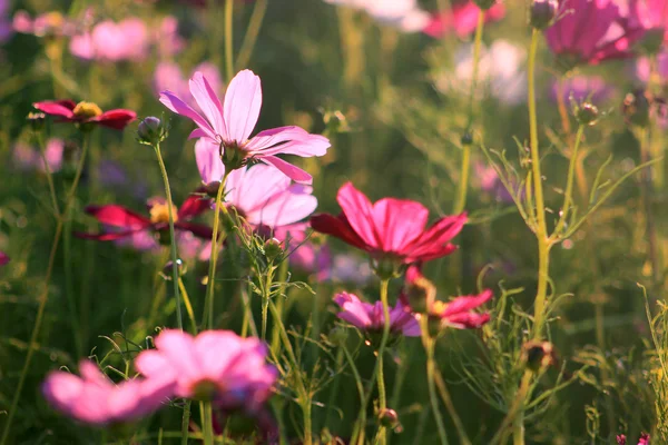 Em plena floração do cosmos — Fotografia de Stock