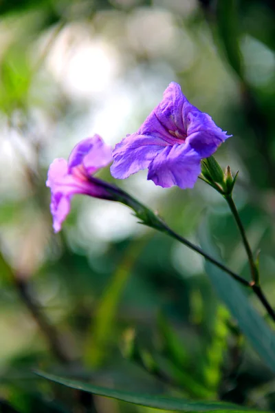 Beautiful and pure and fresh blue grass — Stock Photo, Image