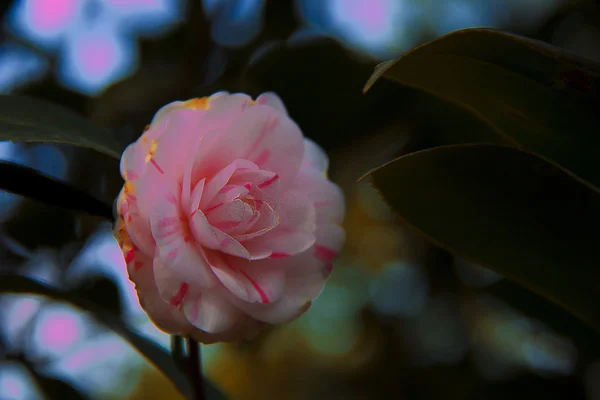 Den ljusa camellia — Stockfoto