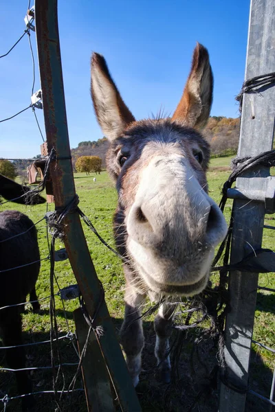 Kırsalda dost canlısı bir eşeğin yakın çekimi.