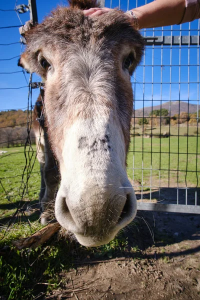 Mulher acariciando um burro amigável no campo — Fotografia de Stock