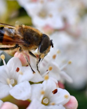 Bumblebee beyaz bir çiçekte nektar yiyor. Makro fotoğrafçılık