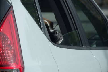 Köpek arabanın camından dışarı bakıyor. Ev hayvanı yolculuğun tadını çıkarıyor.