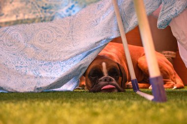 Safkan boksör köpeği çamaşır ipinin altında uyuyor.