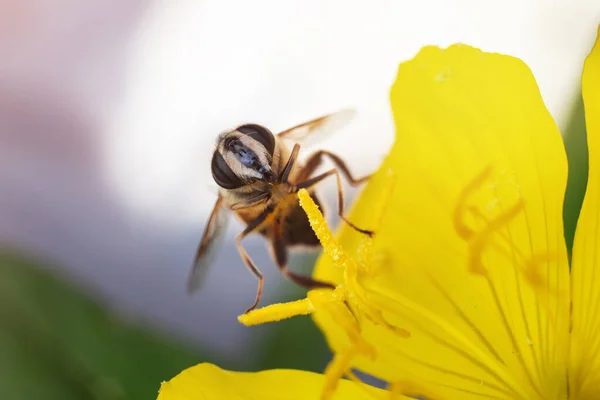 Pszczoła Siada Żółtym Kwiatku Zbiera Nektar Słoneczny Dzień Ogrodzie Przestrzeń — Zdjęcie stockowe