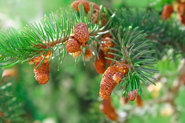 Kahverengi kozalaklı, karsız yeşil ladin dalı. Sonbahar ilkbaharı Yazı. Güneşli. Doğa