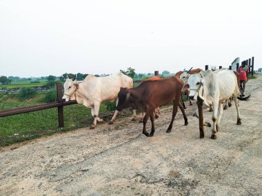 İnekler grubu evlerine gidiyor.