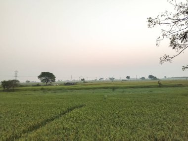 Akşam vakti gün batımında tarım arazisinin fotoğrafı.