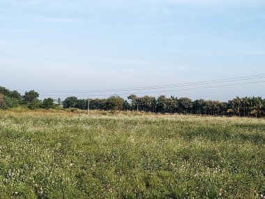 Köyümdeki Evergreen tarım arazisi