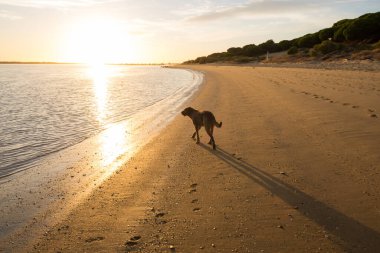 Gün batımında kumsalda yürüyen kahverengi köpek.