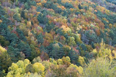 Sonbahar güzel manzara. Sonbahar konsepti