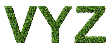 Beyaz arka plan üzerinde izole yeşil yaprakları yapılmış V Y Z alfabe harfleri.