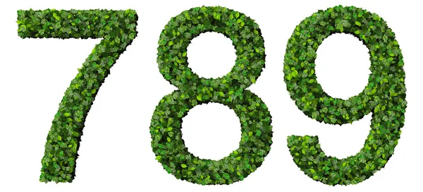 7 8 9 basamak, beyaz arka plan üzerinde izole yeşil yaprakları yapılmış numaraları.