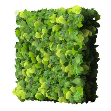 Kare, quadrangle yeşil yaprakları beyaz arka plan üzerinde izole yapılmış. 3D render.