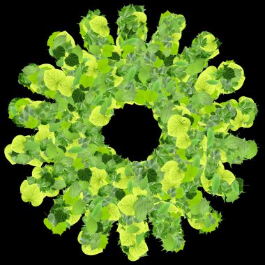 Yıldız ya da yeşil yapraklarından yapılmış güneş.