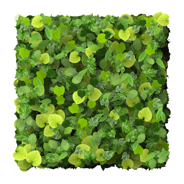 Kare, quadrangle yeşil yaprakları beyaz arka plan üzerinde izole yapılmış. 3D render.
