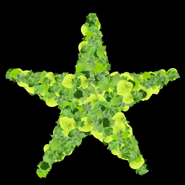 Star or sun made from green leaves. — Stock Photo, Image