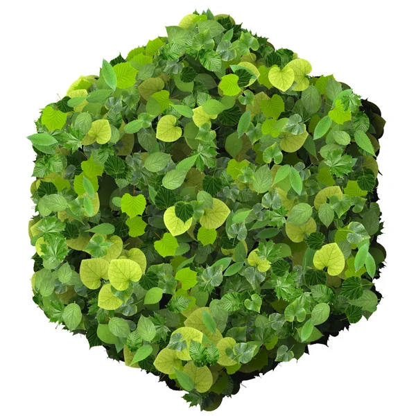 Altıgen yeşil yaprakları beyaz arka plan üzerinde izole yapılmış. 3D render.