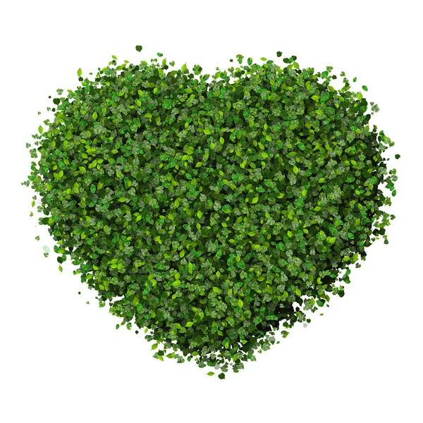 Srdce z zelených listů. — Stock fotografie