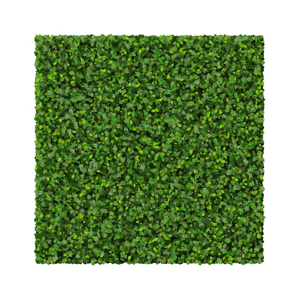 Quadrado, quadrilátero feito de folhas verdes isoladas sobre fundo branco. Renderização 3D . Imagem De Stock