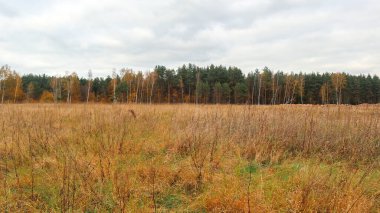 Banliyödeki güzel sonbahar manzarası. Rusya 2